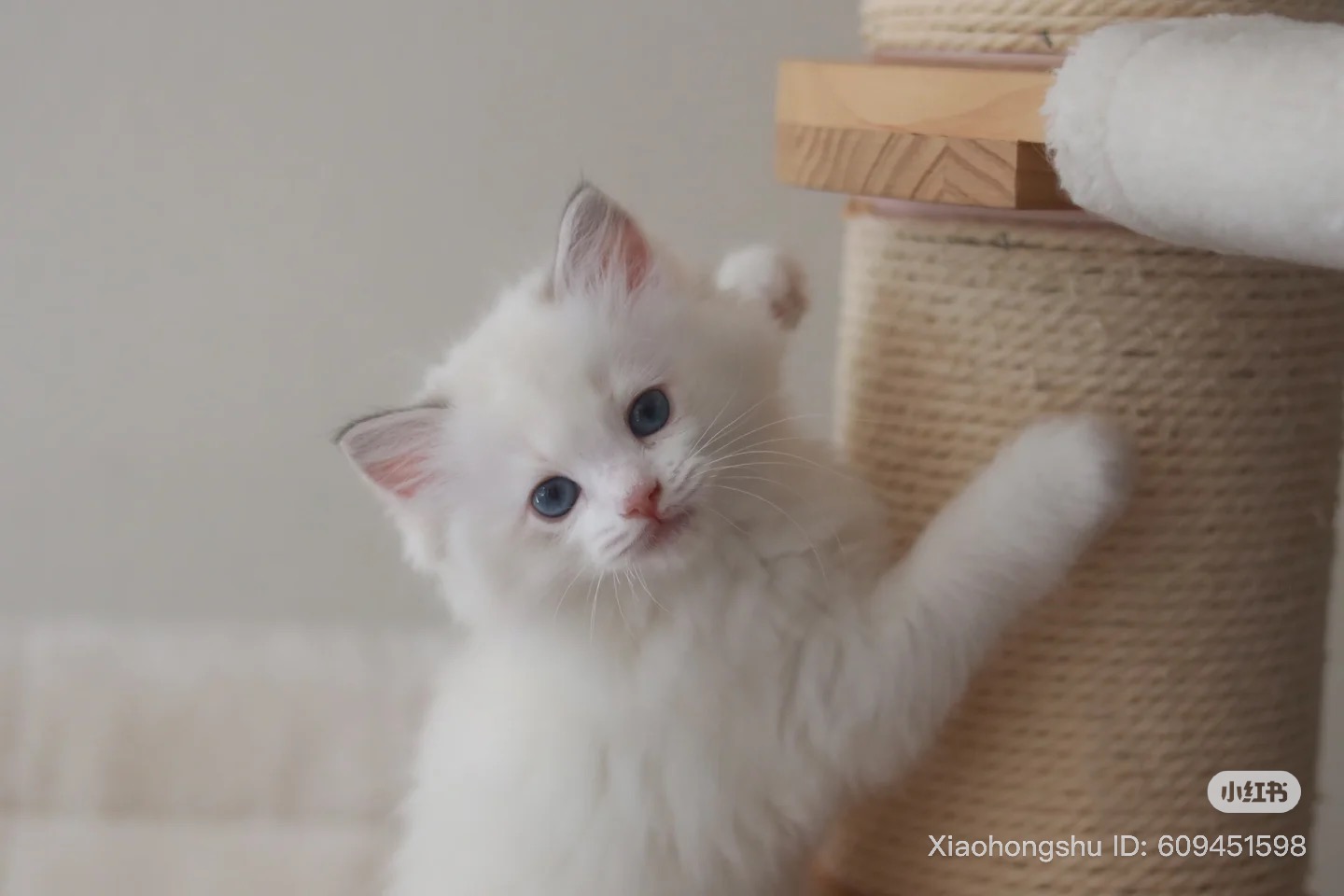 Adorable Ragdoll Kitten