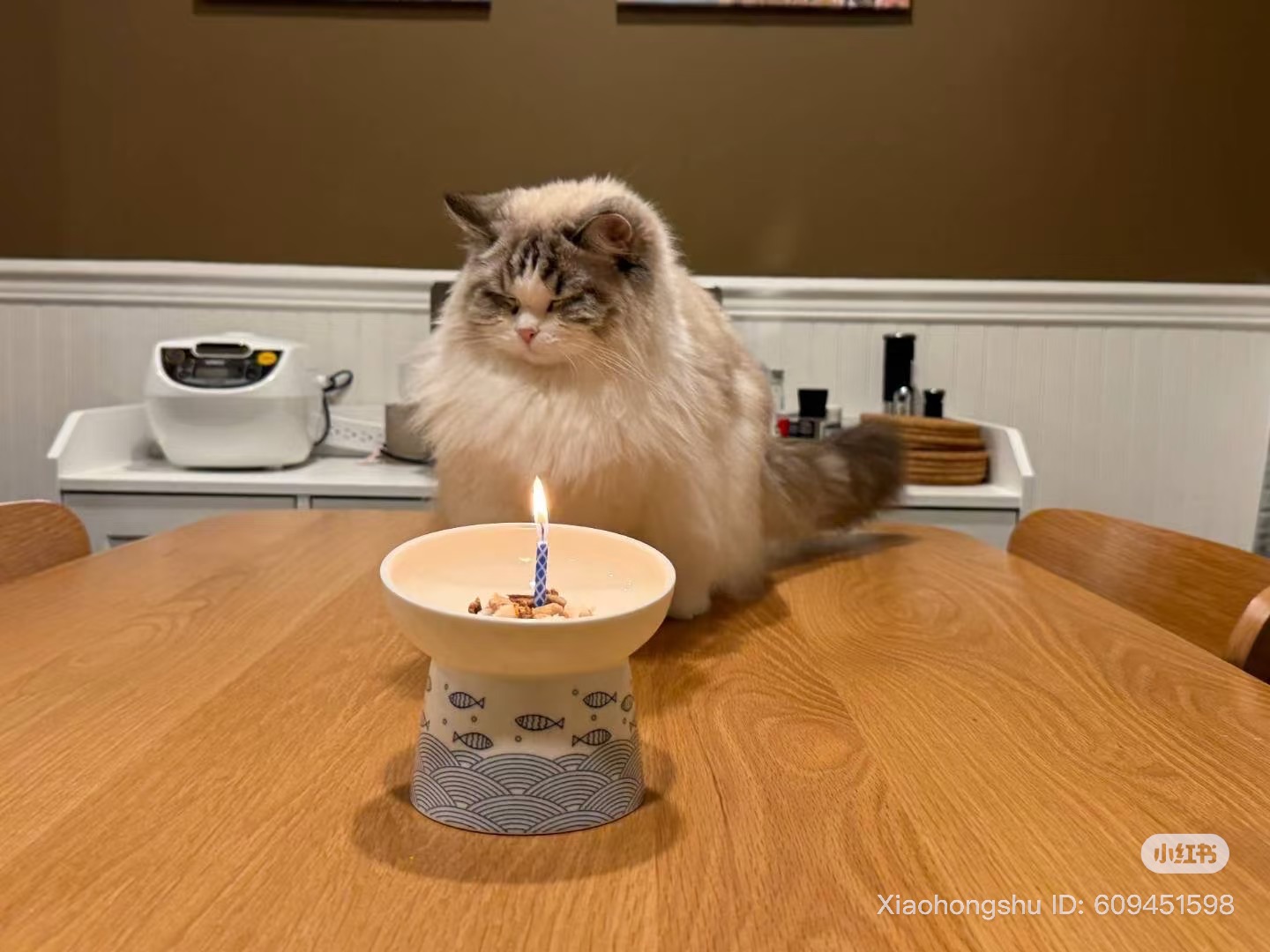 Adorable Ragdoll Kitten