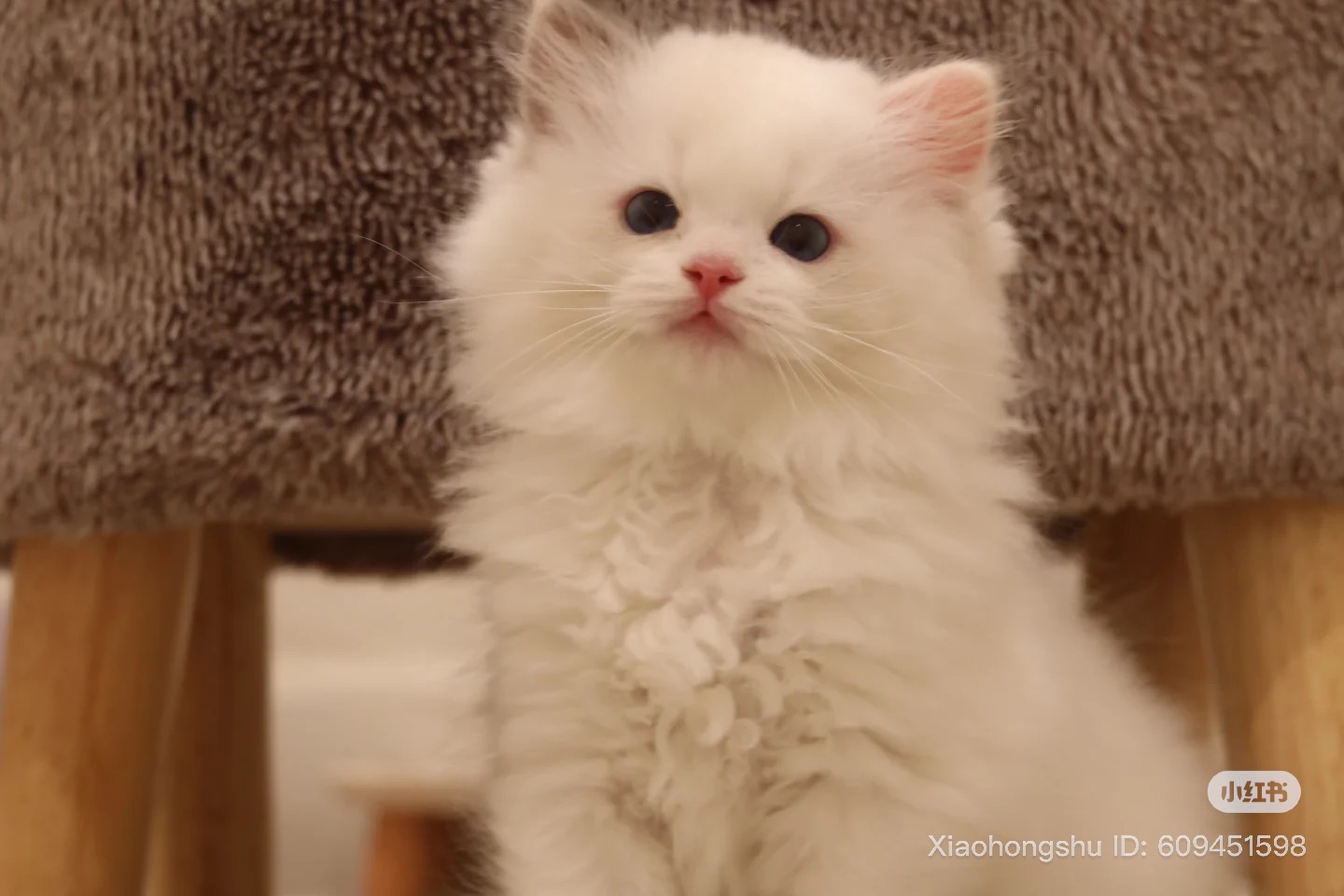 Adorable Ragdoll Kitten