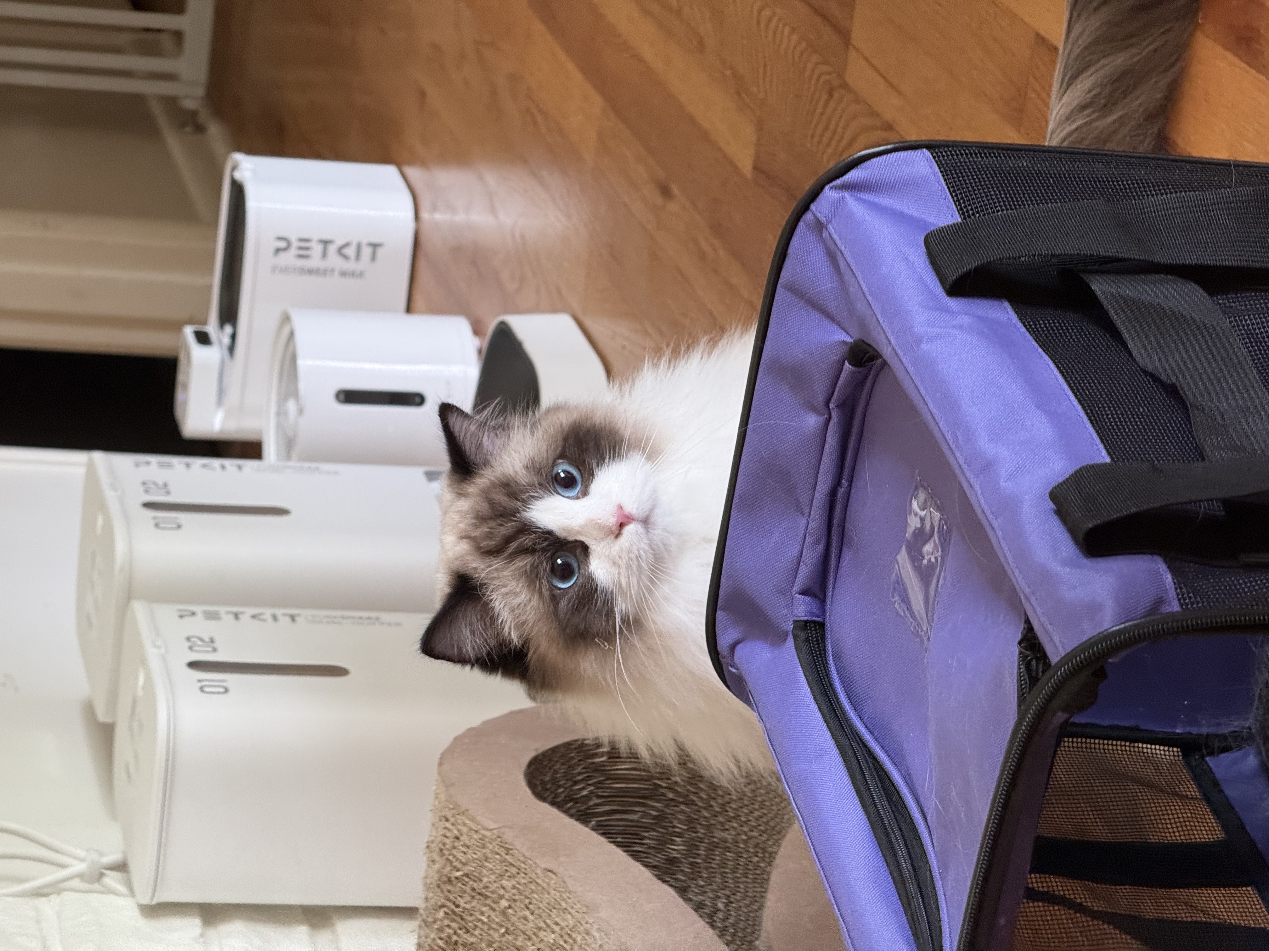 Adorable Ragdoll Kitten
