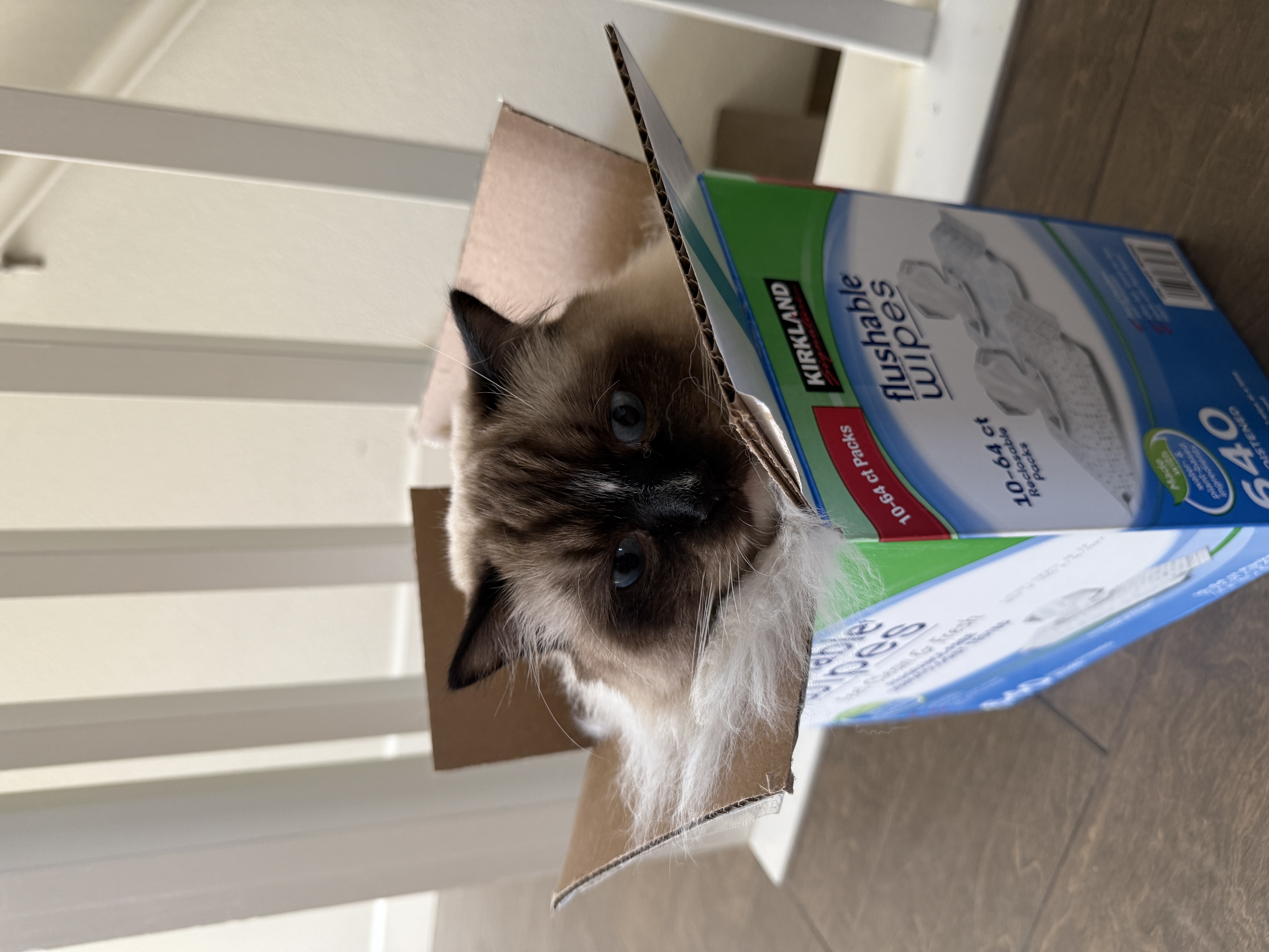 Adorable Ragdoll Kitten