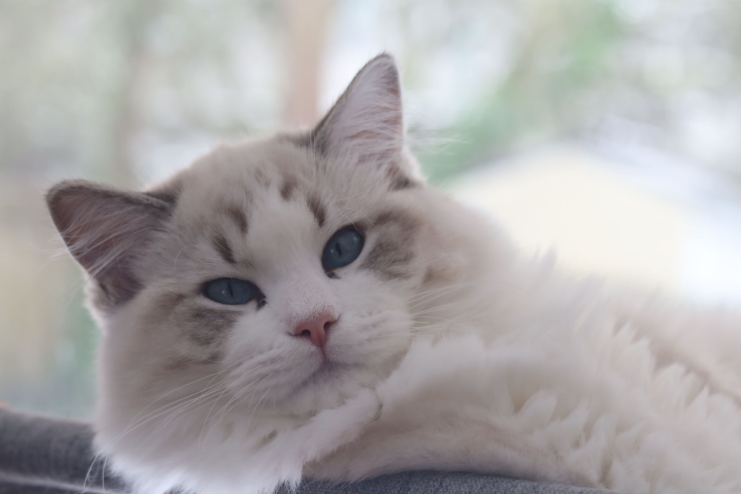 Adorable Ragdoll Kitten