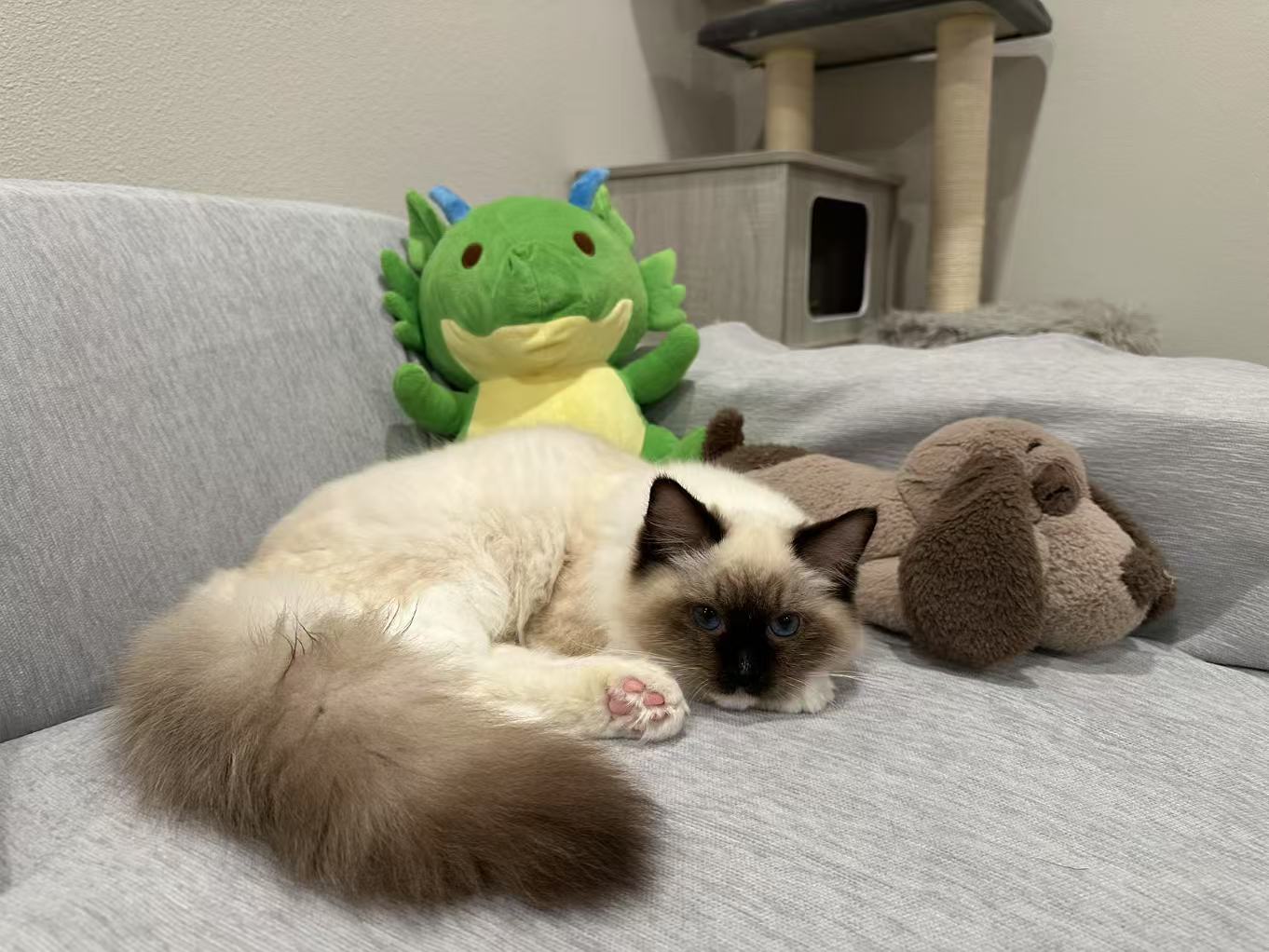 Adorable Ragdoll Kitten