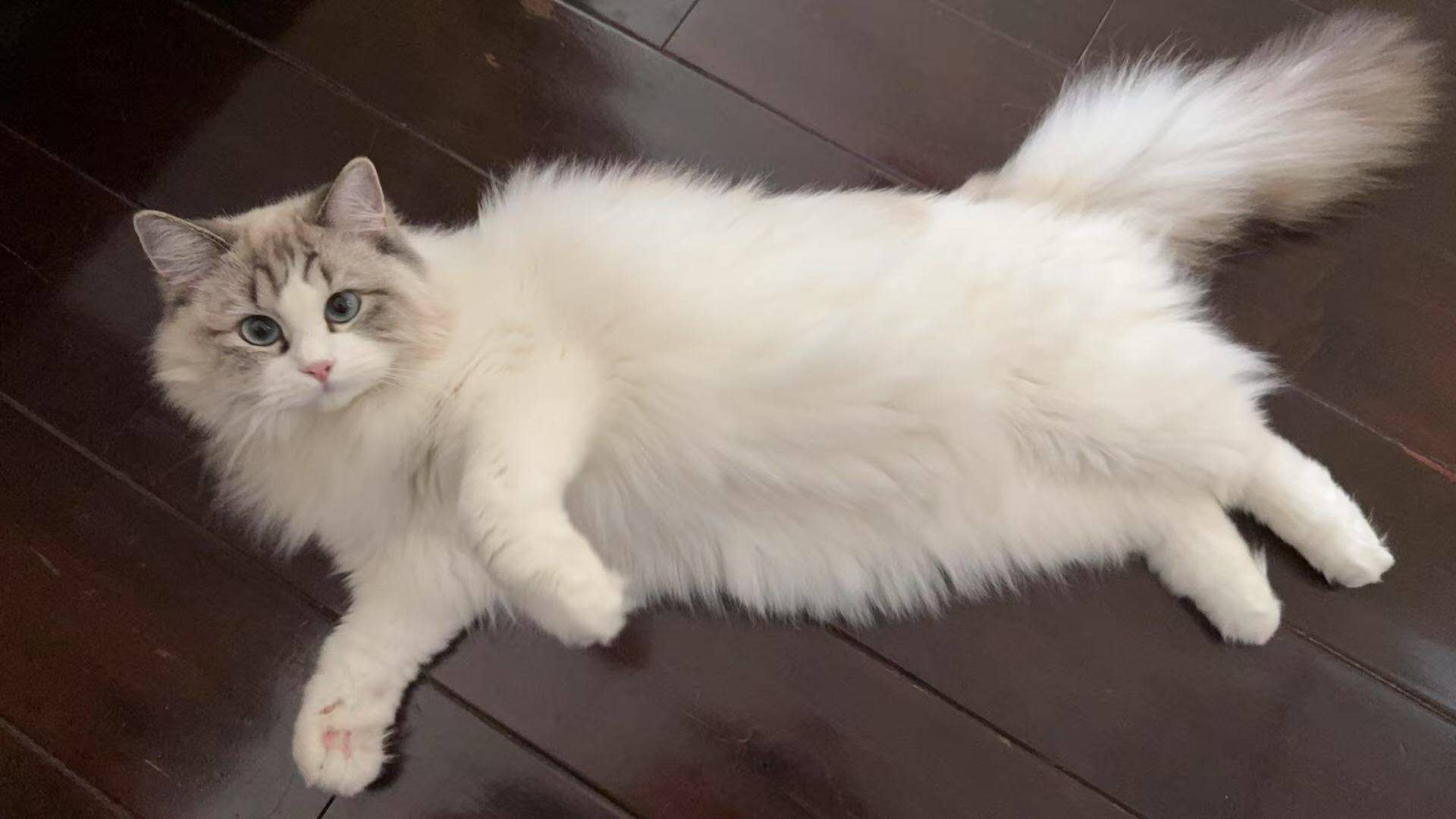 Adorable Ragdoll Kitten